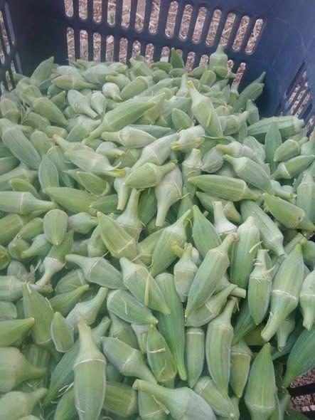 باميه بعل حبة صغيرة — اليادودة, الأردن (3)