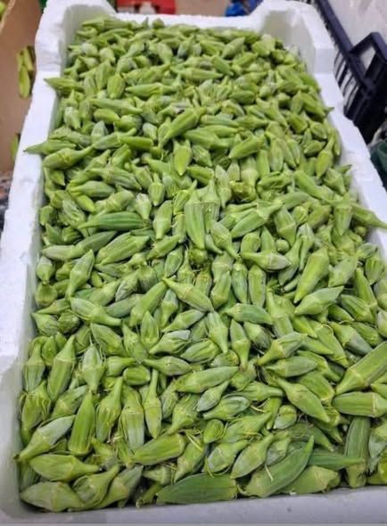 باميه بعل حبة صغيرة — اليادودة, الأردن (5)