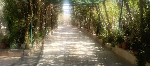 Complete Farm with Independent House – 2000 m² Land — Mafraq, Jordan (3)