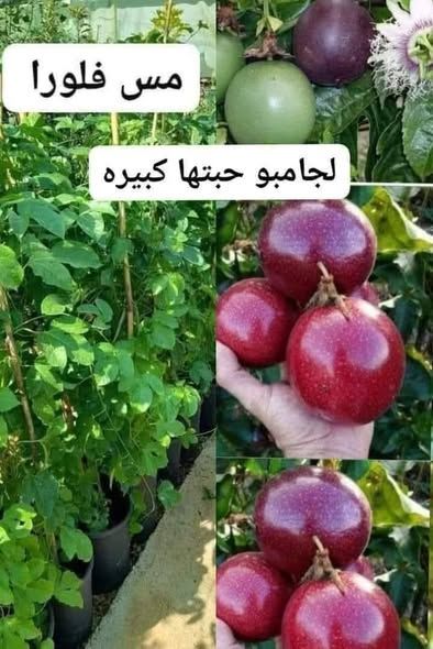شتلة شجرة مس فلورا - حجم جامبو — الأردن (3)