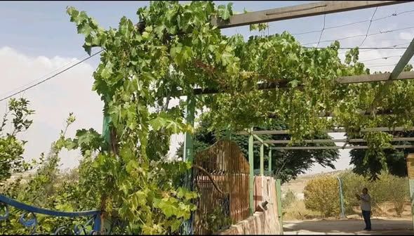 مزرعة مع فيلا للبيع في مادبا - مساحة 4800 متر — مادبا, الأردن (3)