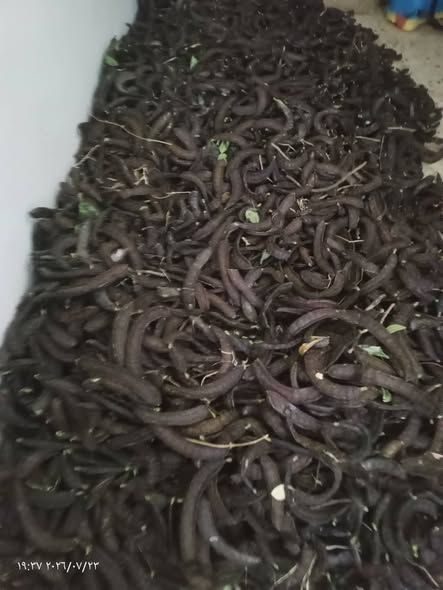 خروب بلدي ناشف