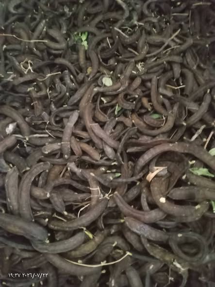 خروب بلدي ناشف — إربد, الأردن (3)