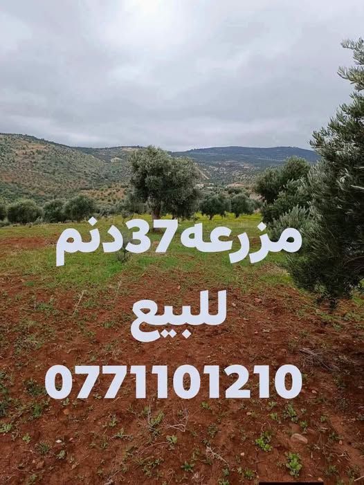 مزرعة زيتون رومي سقي - 37 دنم