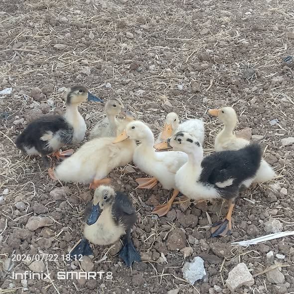 دجاج بلدي بياض