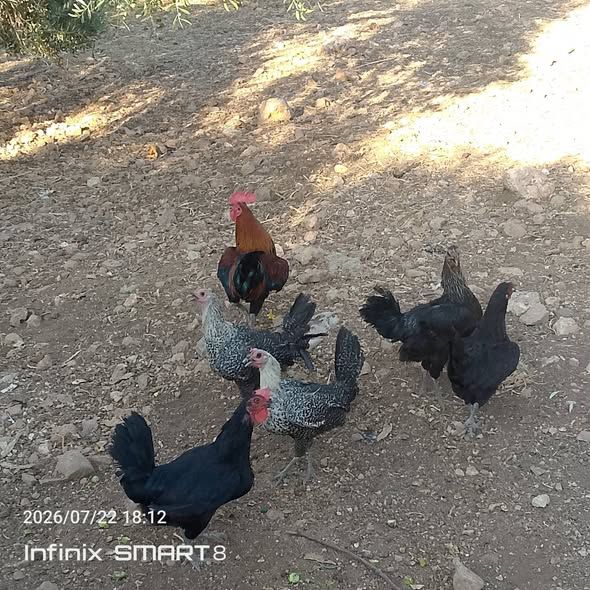 دجاج بلدي بياض — السلط, الأردن (2)