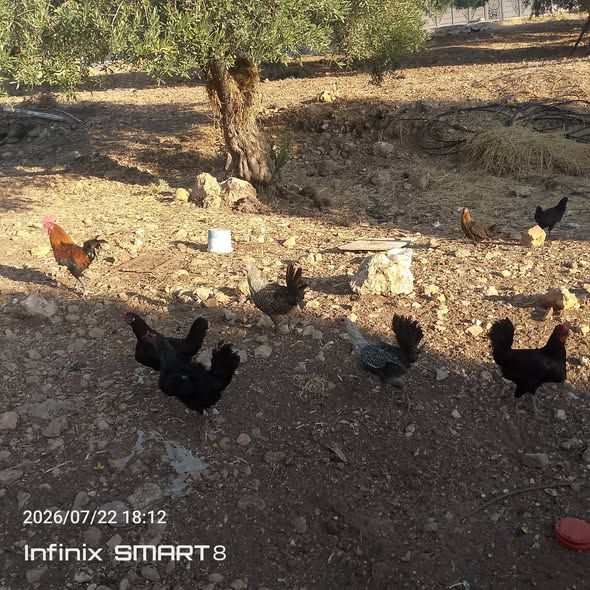 دجاج بلدي بياض — السلط, الأردن (3)