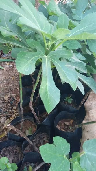 Green Fig Tree Seedlings — Ajloun, Jordan (2)