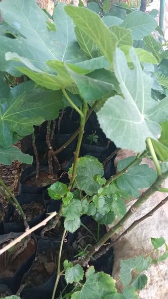 Green Fig Tree Seedlings — Ajloun, Jordan (3)