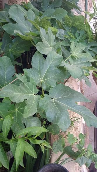 Green Fig Tree Seedlings — Ajloun, Jordan (4)