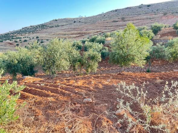 10 Dunam Land with Olive Trees & Water Spring — Jordan (2)