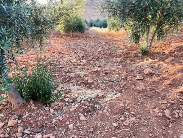 10 Dunam Land with Olive Trees & Water Spring — Jordan (3)