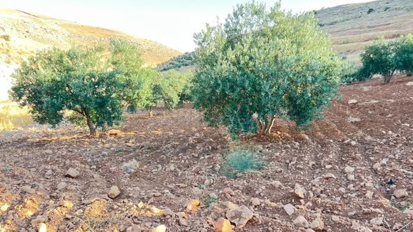 10 Dunam Land with Olive Trees & Water Spring — Jordan (4)