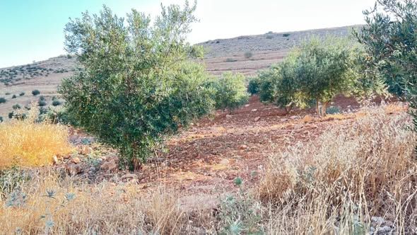 10 Dunam Land with Olive Trees & Water Spring — Jordan (5)