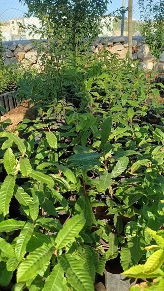 شتلة كستناء — الأردن (2)