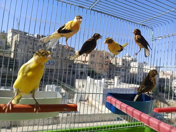 6-Month-Old Canary Birds