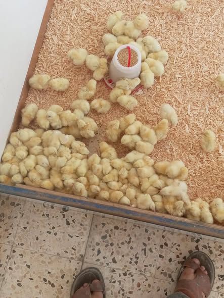 Broiler Chicks for Farms & Breeders