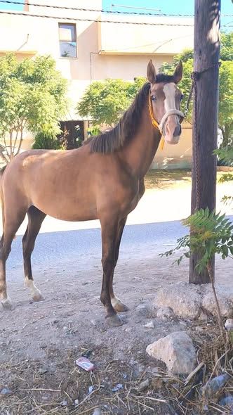 Arabian Foal – 1 Year Old