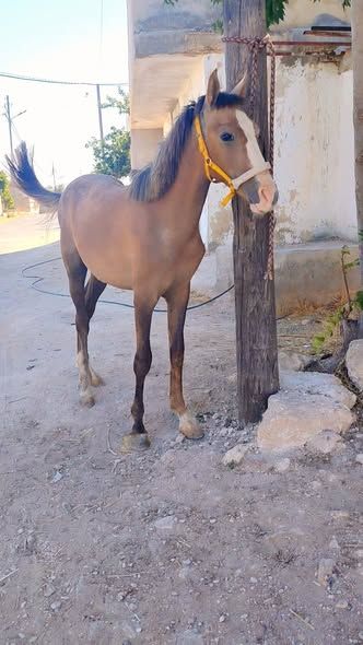Arabian Foal – 1 Year Old — Jerash, Jordan (2)