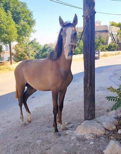 Arabian Foal – 1 Year Old — Jerash, Jordan (3)