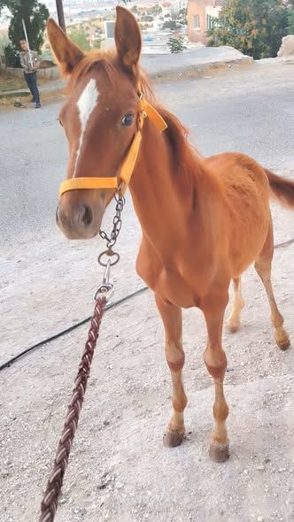 Weaned Arabian Foal – 3 Months Old