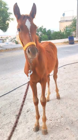 Weaned Arabian Foal – 3 Months Old — Jerash, Jordan (2)