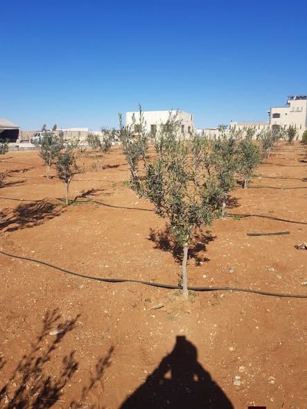 4-Dunam Farm with House – Muwaqqar — Muwaqqar, Jordan (4)