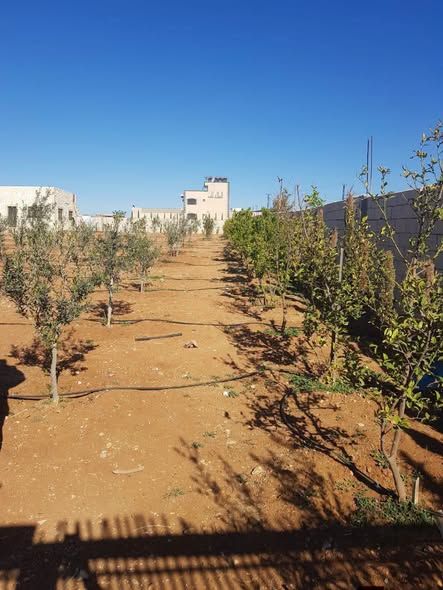 4-Dunam Farm with House – Muwaqqar — Muwaqqar, Jordan (5)
