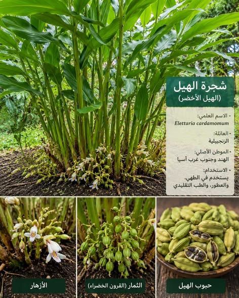 شجرة الهيل — إربد, الأردن (3)