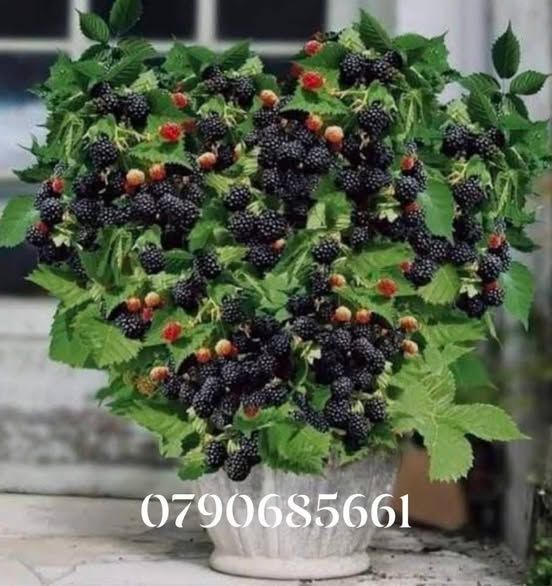 أشجار بلوبيري مثمرة — عمان, الأردن (2)
