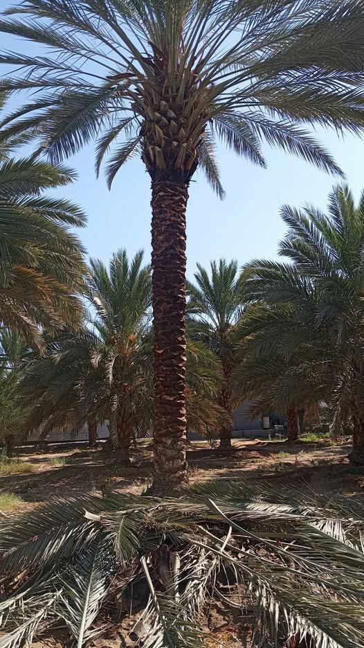 مزرعة نخيل 78 دونم - مجهول وبرحي