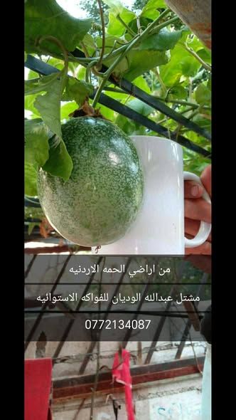 شتلة مس فلورا الجامبو الهولندي الأحمر