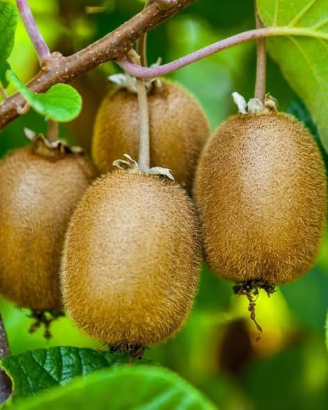 شتلة كيوي هجين ذاتي التلقيح