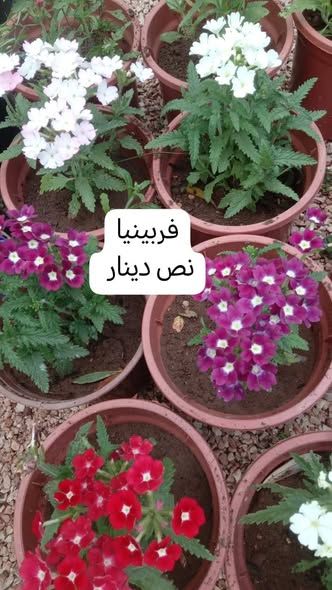 أشتال مثمرة وزينة دائمة