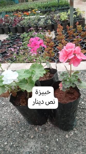 أشتال مثمرة وزينة دائمة — إربد, الأردن (2)