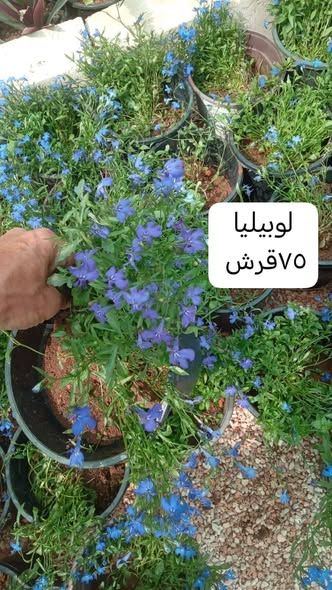 أشتال مثمرة وزينة دائمة — إربد, الأردن (3)