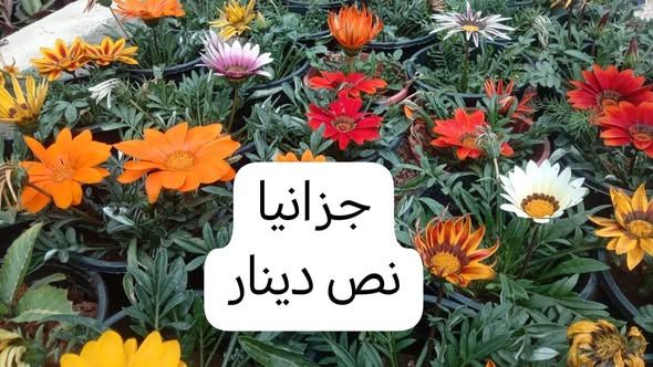 أشتال مثمرة وزينة دائمة — إربد, الأردن (4)