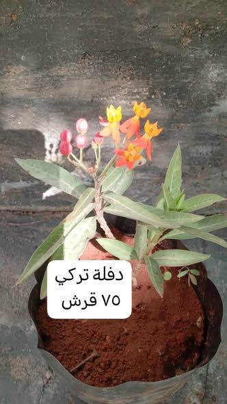 أشتال مثمرة وزينة دائمة — إربد, الأردن (5)