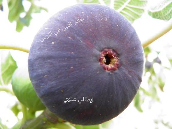 شتلة تين إيطالي شتوي