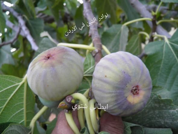 شتلة تين إيطالي شتوي — عمان, الأردن (3)