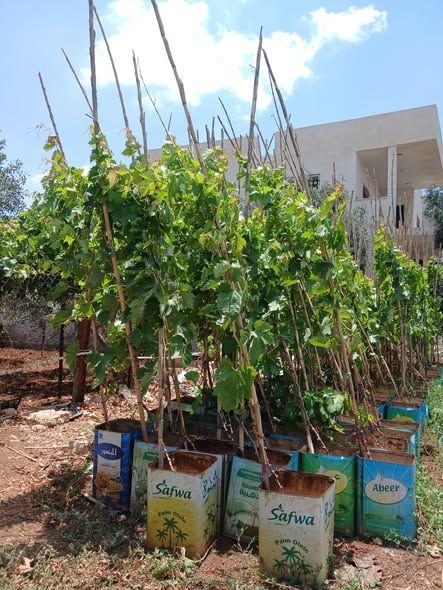 شتلة تين اسود جامبو — إربد, الأردن (2)
