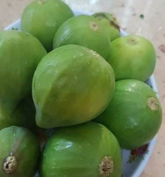 شتلة تين أخضر مبكر — عجلون, الأردن (2)