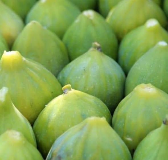 شتلة تين أخضر مبكر — عجلون, الأردن (3)