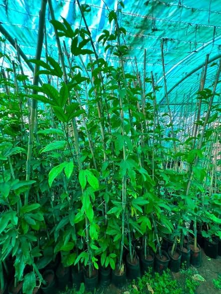 شتلات باشن فروت أحمر جامبو هولندي — الأردن (2)
