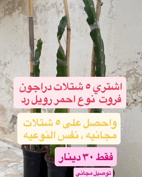 اشتال دراجون فروت (بيتايا) من الأم الأصلية