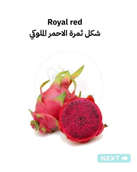 اشتال دراجون فروت (بيتايا) من الأم الأصلية — الأردن (2)