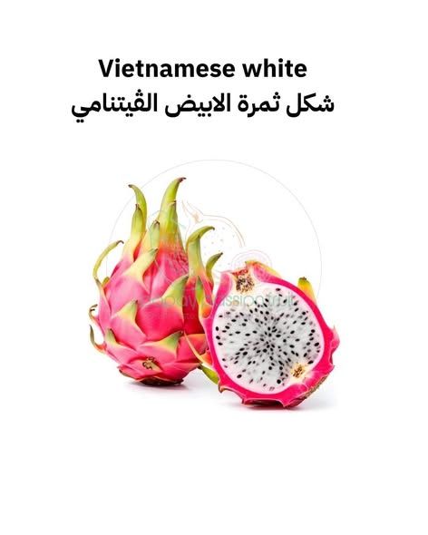اشتال دراجون فروت (بيتايا) من الأم الأصلية — الأردن (3)