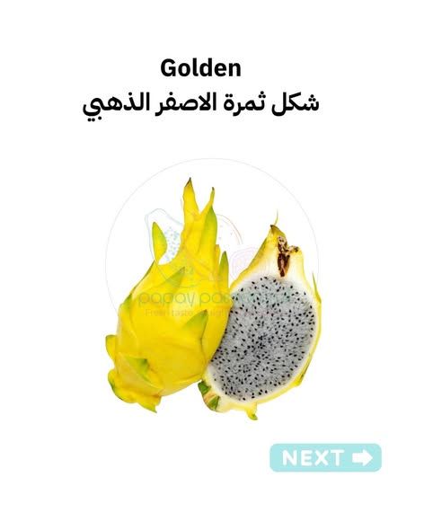اشتال دراجون فروت (بيتايا) من الأم الأصلية — الأردن (4)