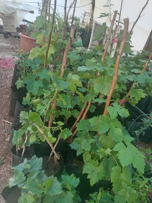 Zeini Grape Vine Seedling – Premium Grade