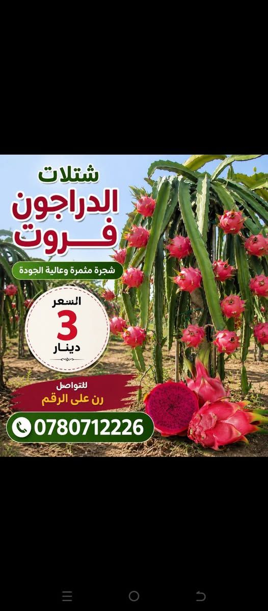 شتلات دراجون فروت